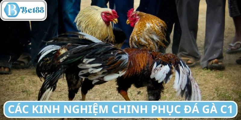 Kinh nghiệm chinh phục hình thức đá gà C1 hiệu quả