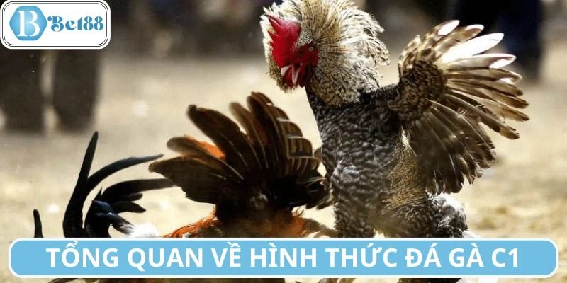 Khái quát về chuyên mục đấu chiến kê C1