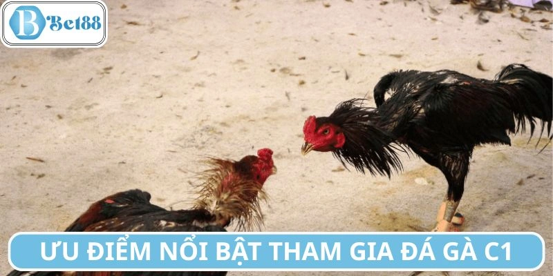 Điểm đặc biệt tại hình thức đấu chiến kê C1
