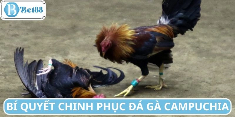 Chiến lược chinh phục thể loại đá gà Campuchia
