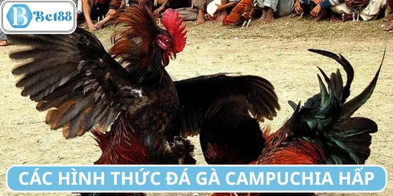 Các thể loại đấu chiến kê Campuchia thường gặp