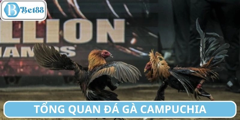 Khái quát về đấu chiến kê Campuchia hấp dẫn