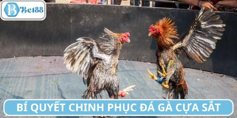 Các nguyên tắc khi tham gia đá gà cựa sắt