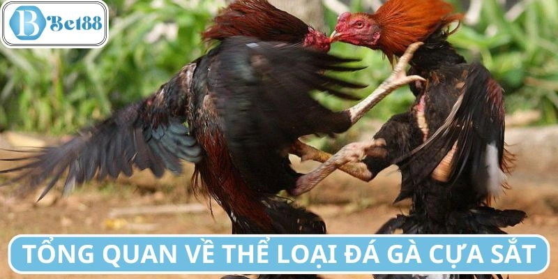 Khái quát về hình thức đấu chiến kê cựa sắt