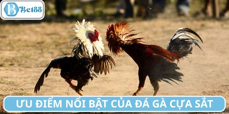 Các tính năng đáng kể của hình thức đấu chiến kê cựa sắt