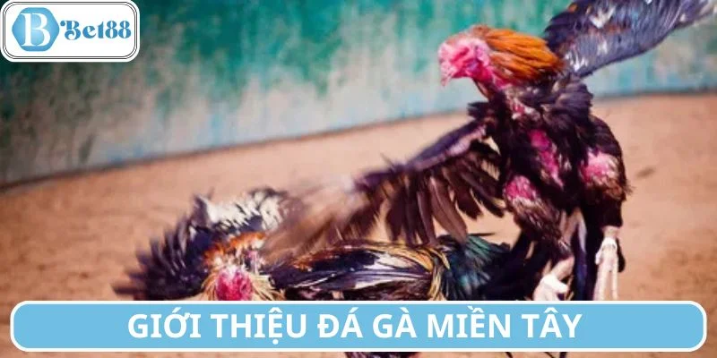 Sơ lược thông tin về đá gà miền Tây