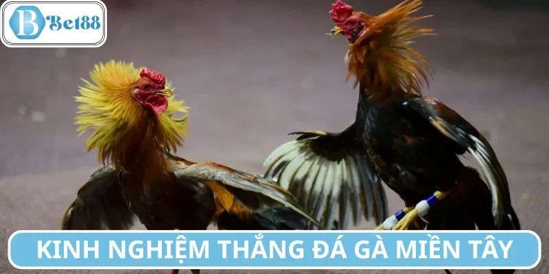 Chỉ nên chọn những trận có đầy đủ dữ liệu