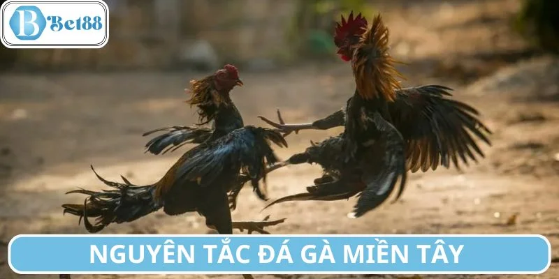 Phân loại chiến kê theo 3 hạng mục