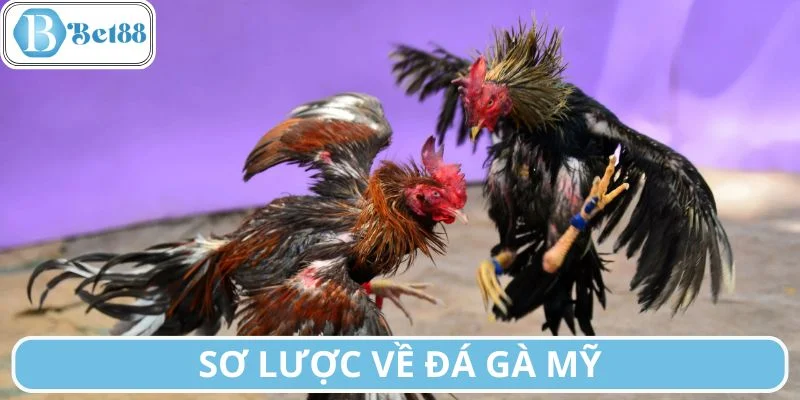 Sơ lược về hình thức cá cược đá gà Mỹ