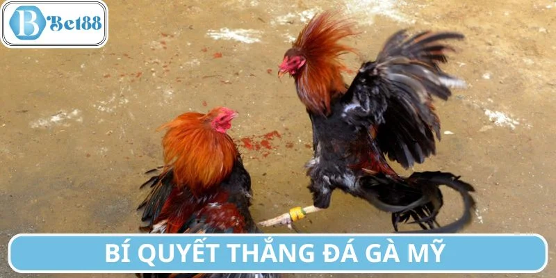 Nên chọn những giải có lực ngay từ đầu