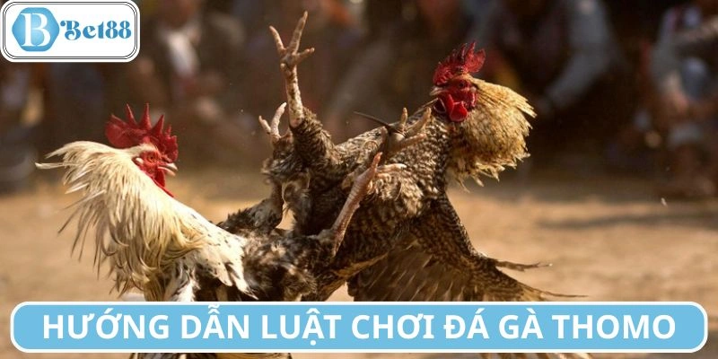Các quy định về luật chơi đá gà Thomo cần nắm
