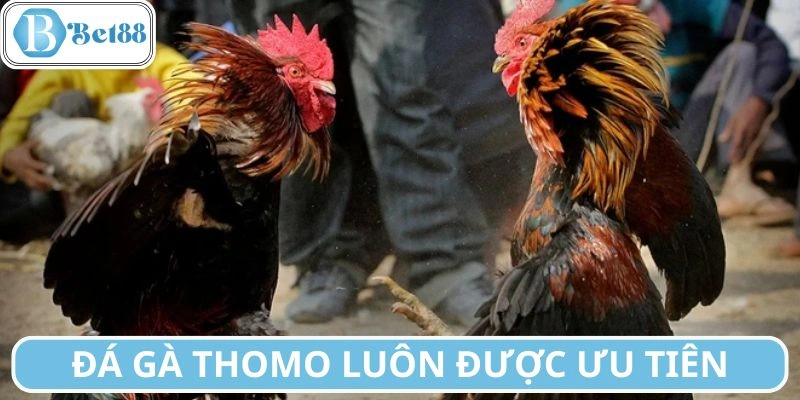 Tính năng có mặt tại hệ thống đấu chiến kê Thomo