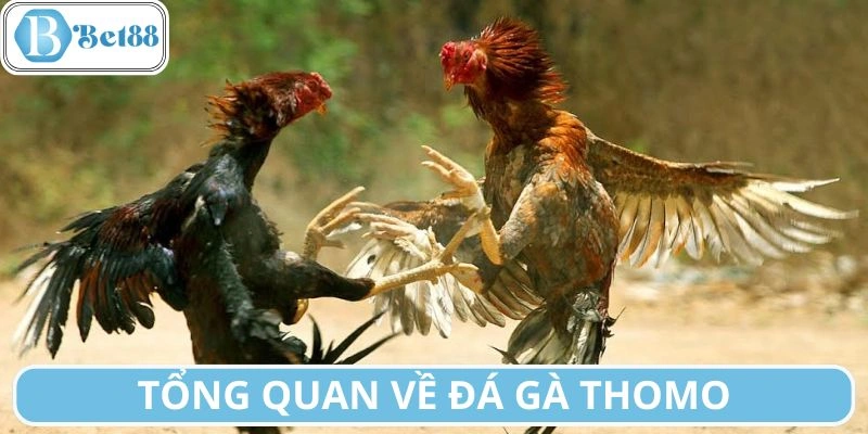 Khái quát về sân chơi đấu chiến kê Thomo