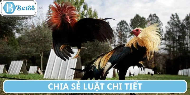 Toàn bộ luật đá gà miền Nam chi tiết cho người mới