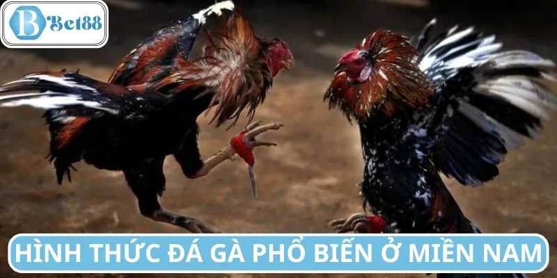 Loại hình đá gà phổ biến nhất tại miền Nam