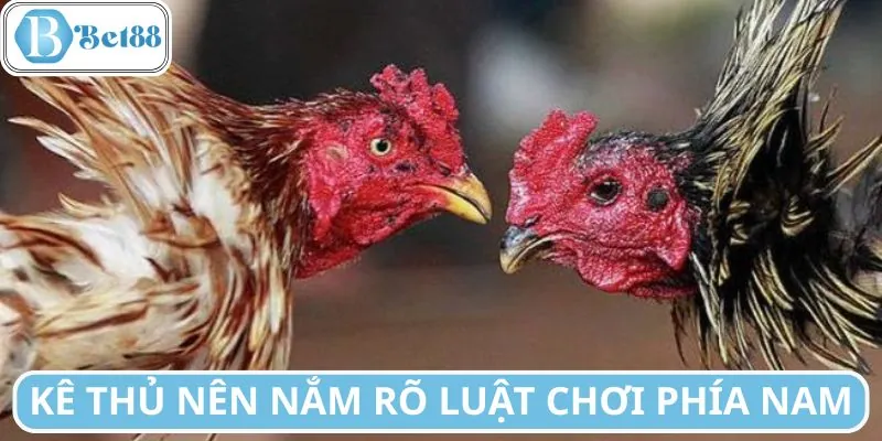 Kê thủ phải hiểu luật đá gà miền Nam trước khi cá cược